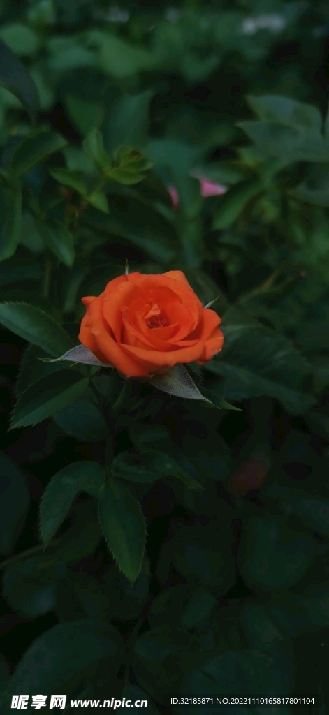 月季花图片 