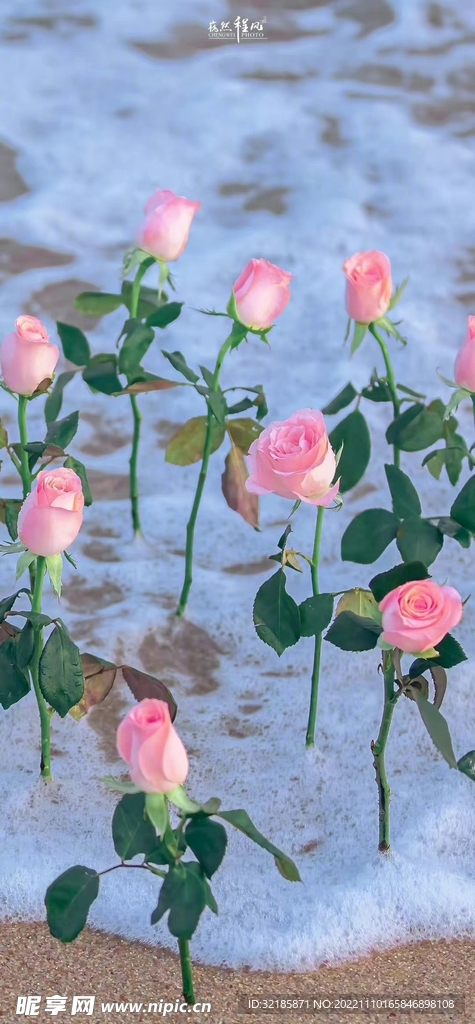 玫瑰花沙滩图片