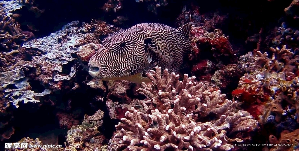 海洋鱼鱼珊瑚