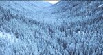 山间雪松