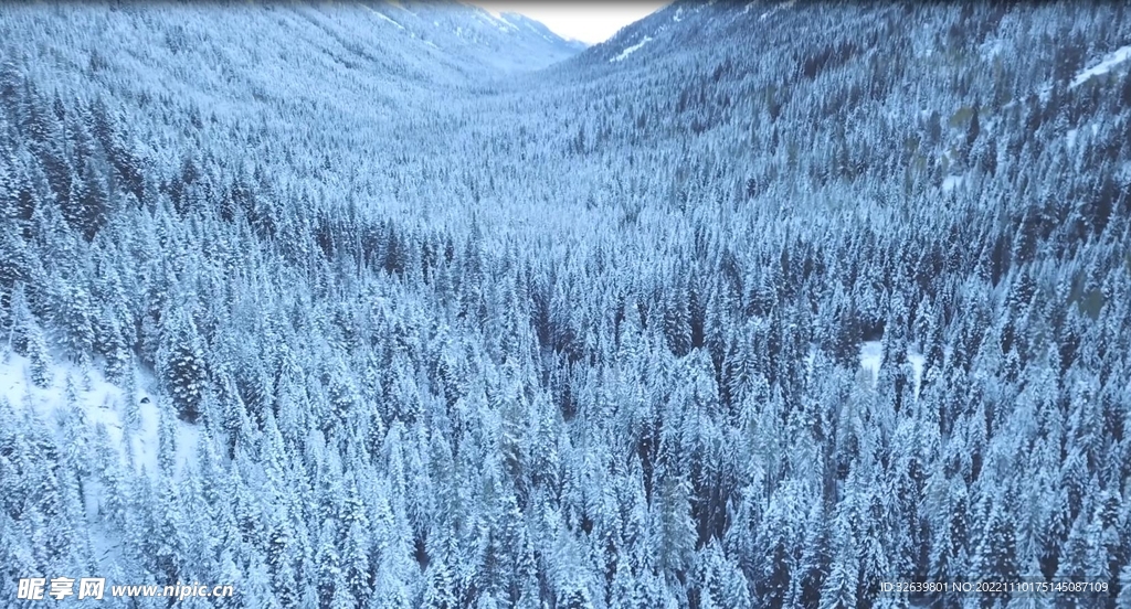 山间雪松