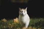 三花猫