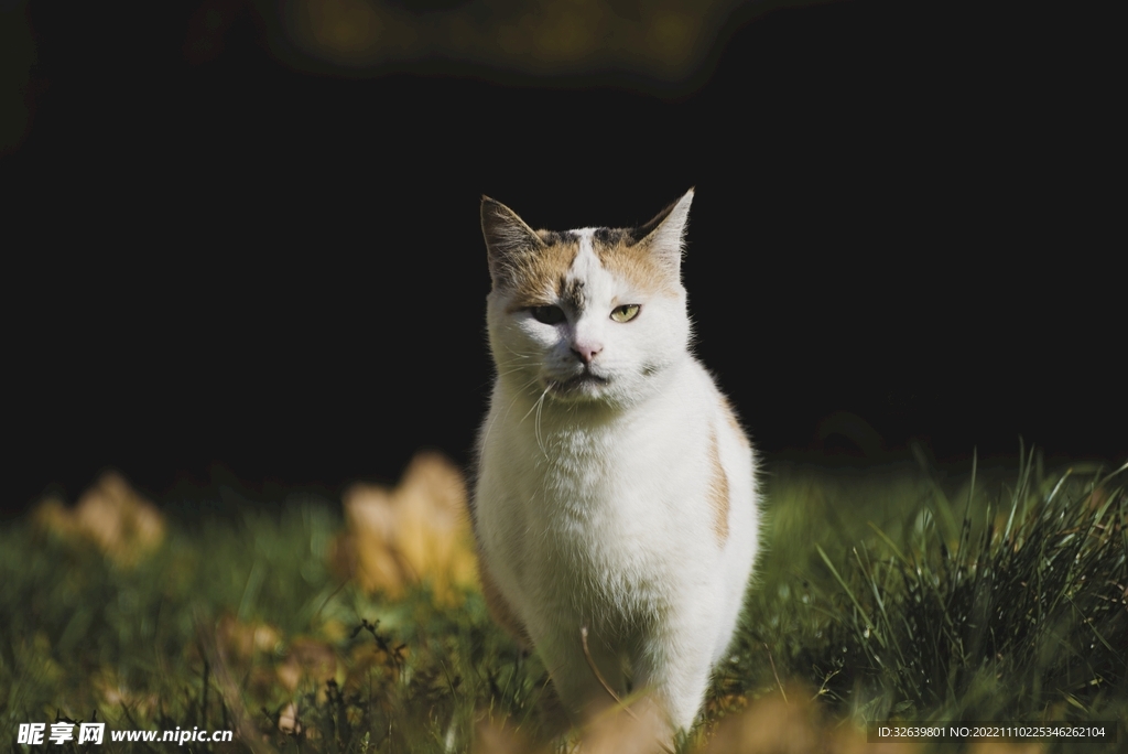 三花猫