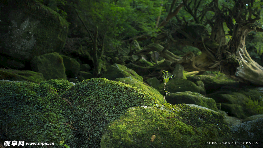 屋久岛