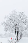 雪树