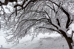 雪树