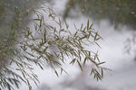 雪竹