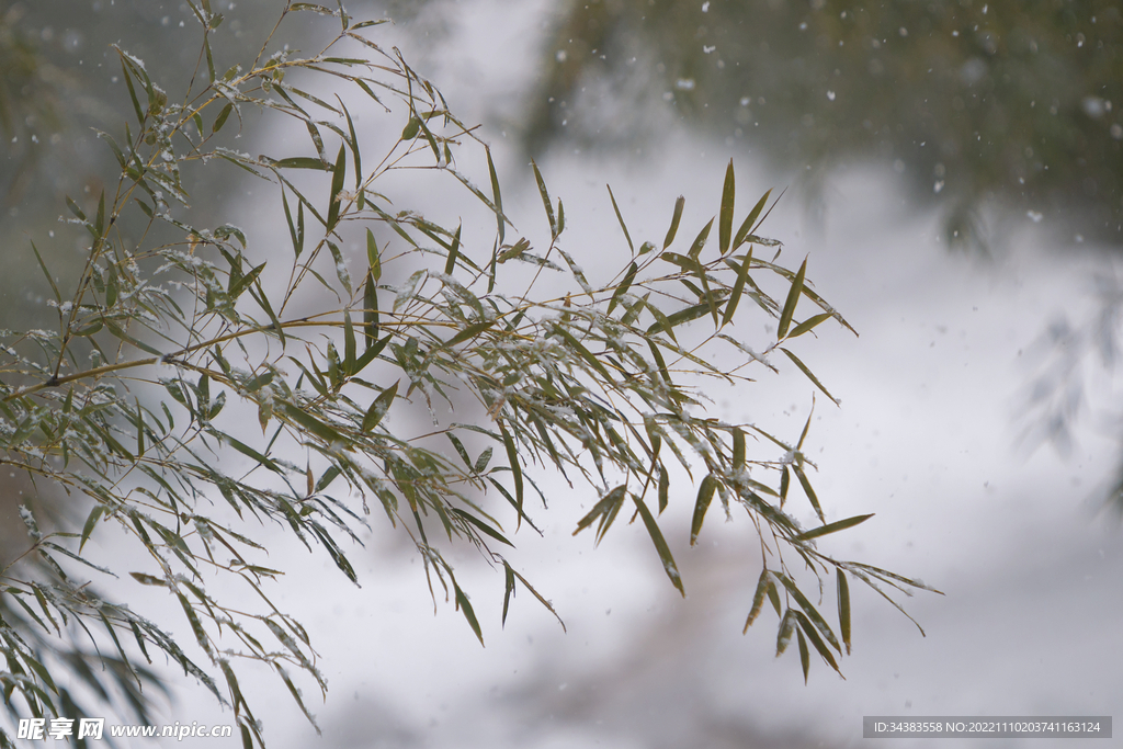 雪竹