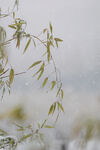 雪竹影