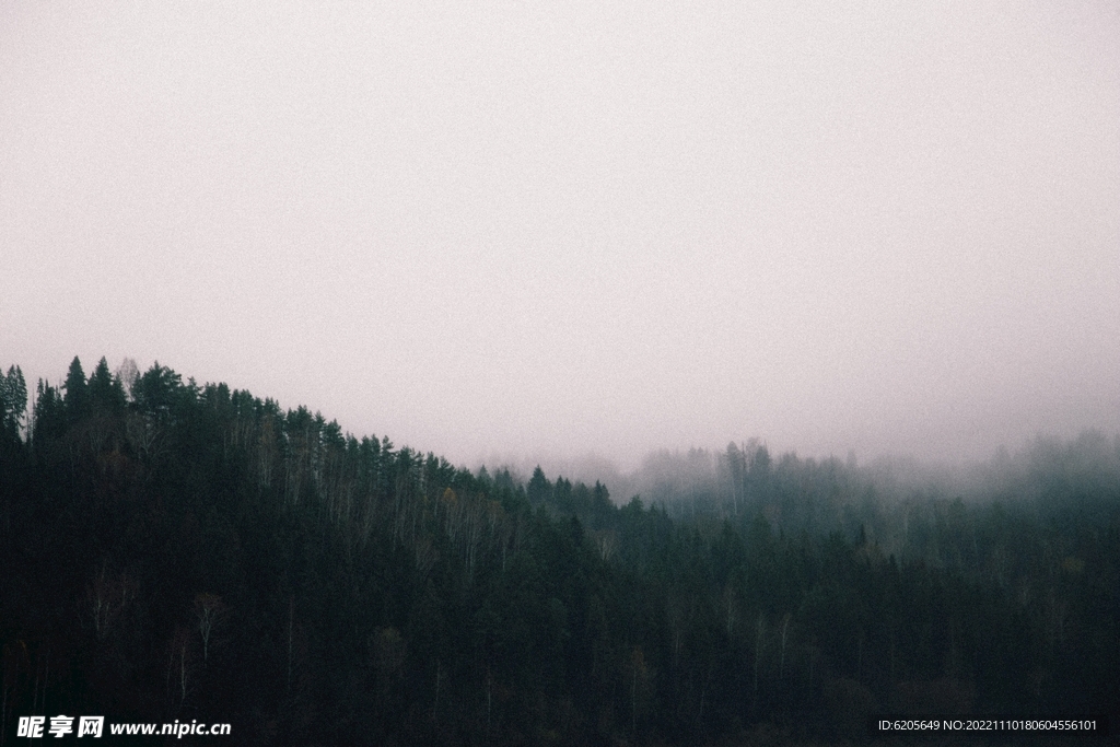 雾气很大的森林