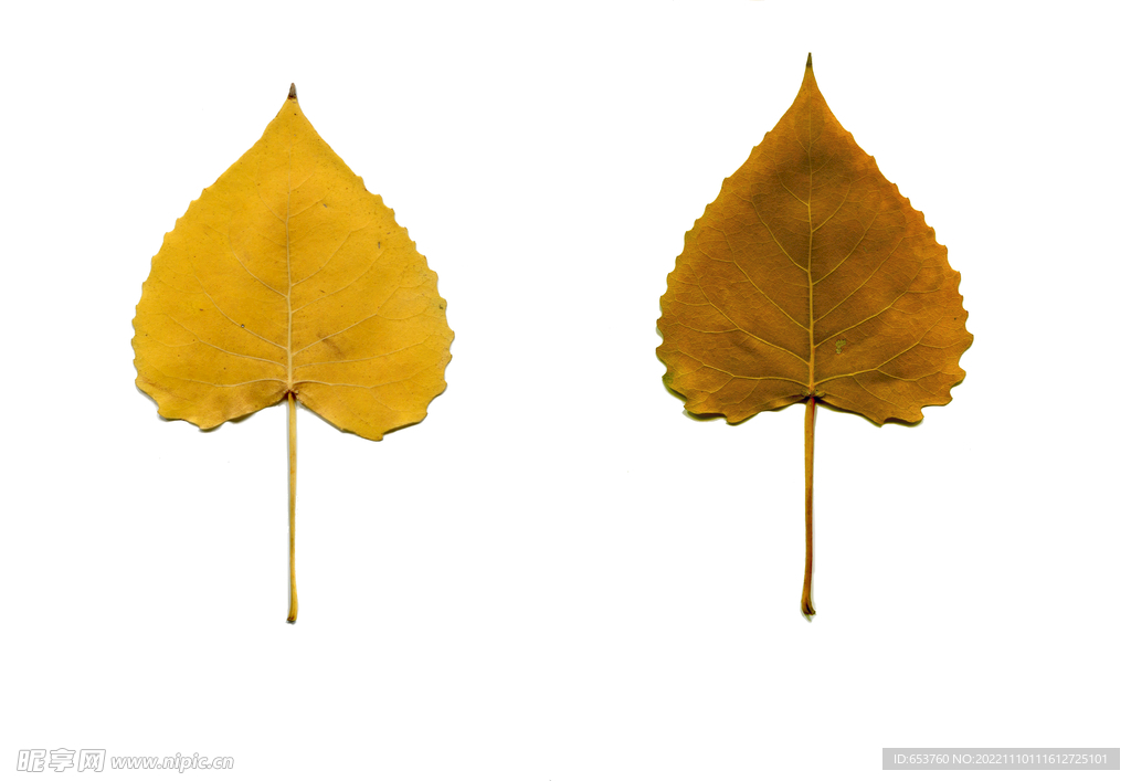 高清扫描抠图秋天黄叶杨树叶元素
