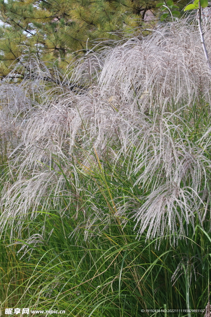 芒草风景 