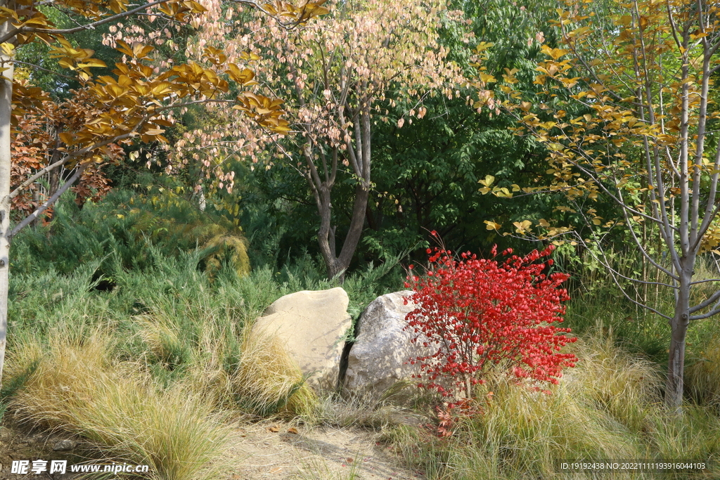 秋叶风景 