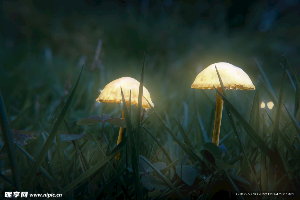 夜晚发光蘑菇