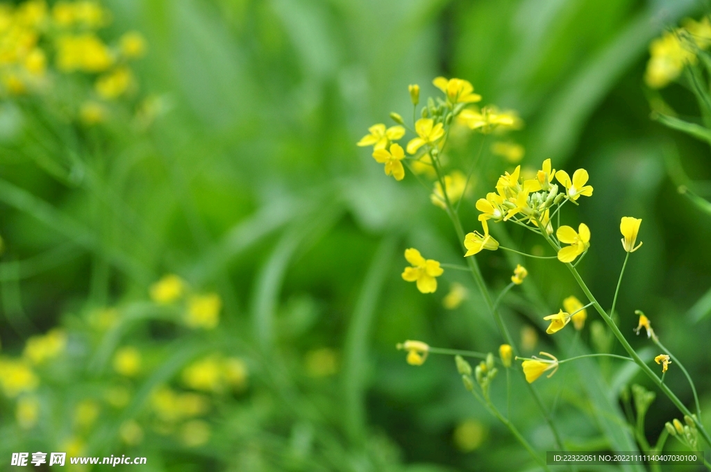 油菜花