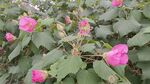 木芙蓉