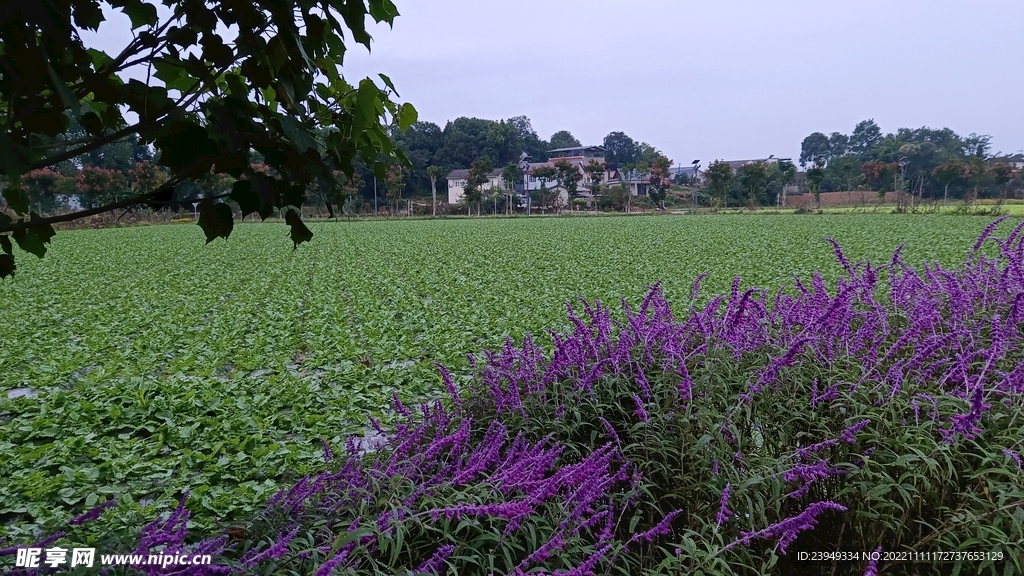 农村风景