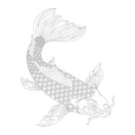 锦鲤