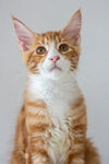 红虎斑猫