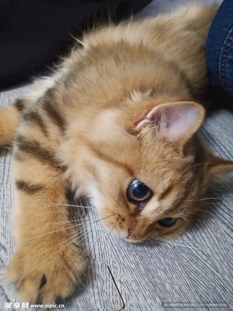猫