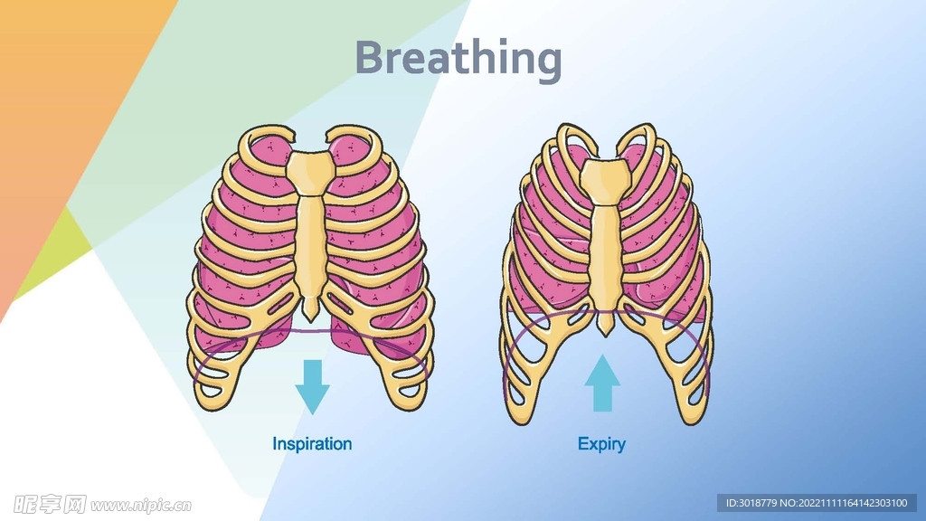 肺呼吸 