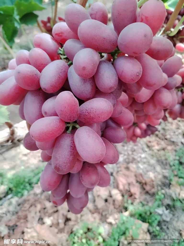 葡萄 水果 提子