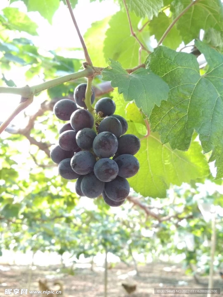 葡萄