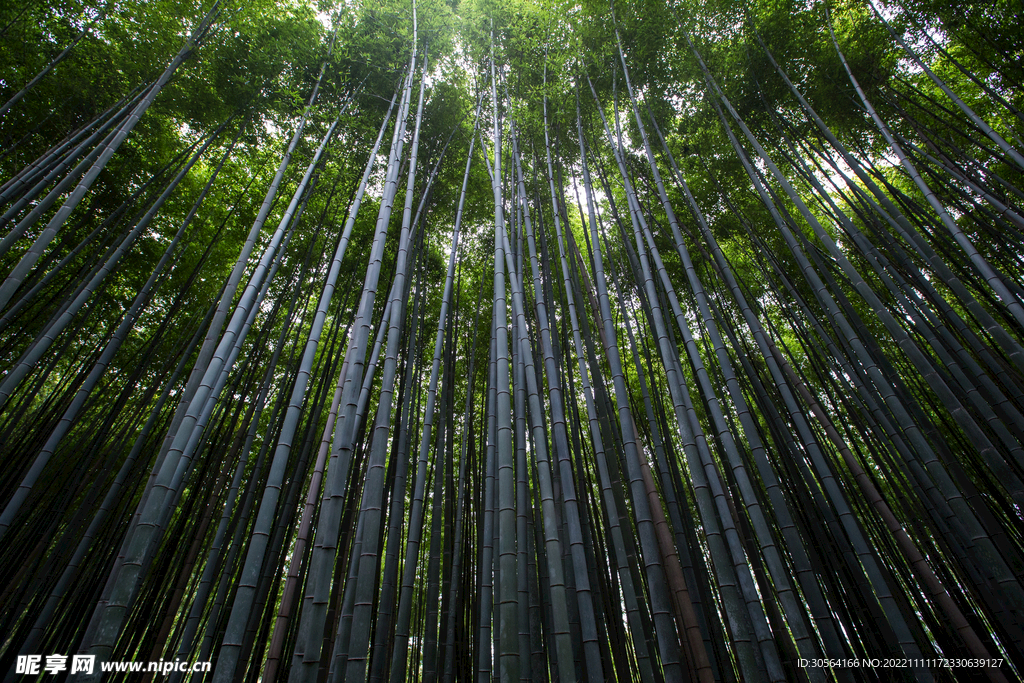 森林竹林