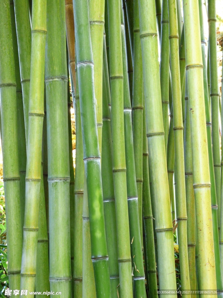 竹子