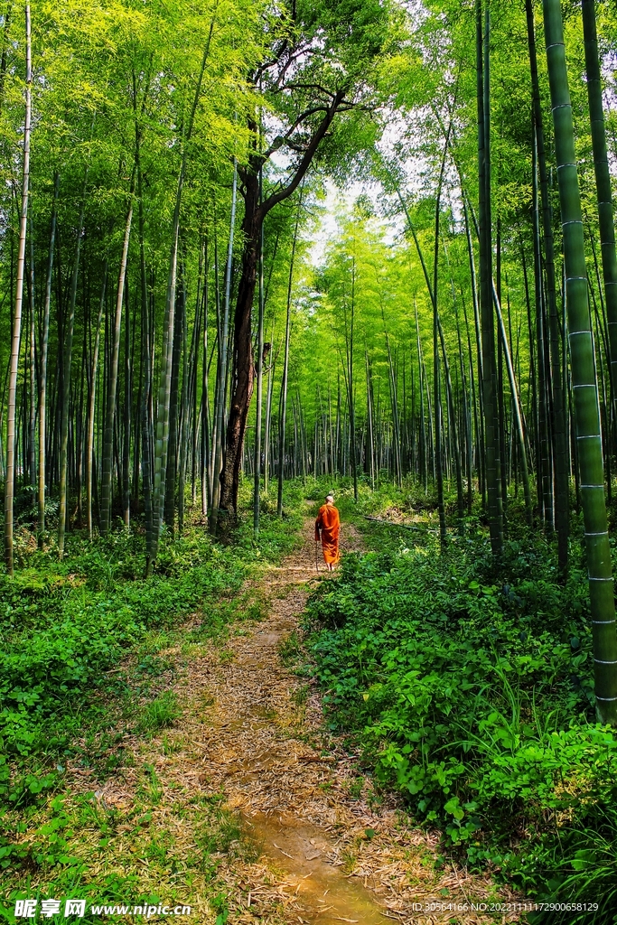 森林竹林