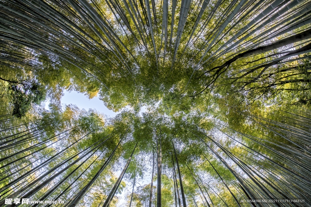 竹林竹子