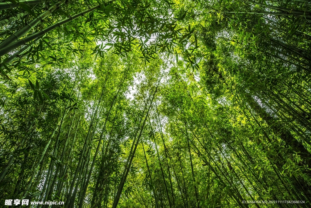 竹林竹子