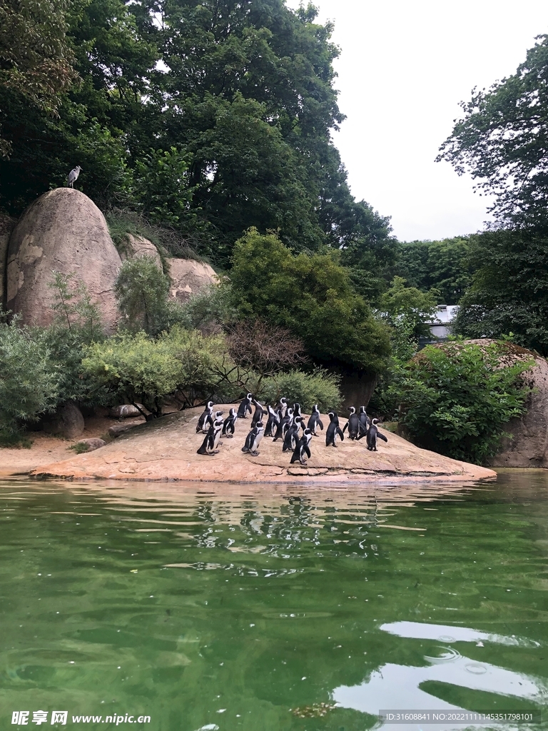 企鹅 