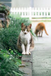 花猫