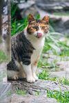 中华田园猫
