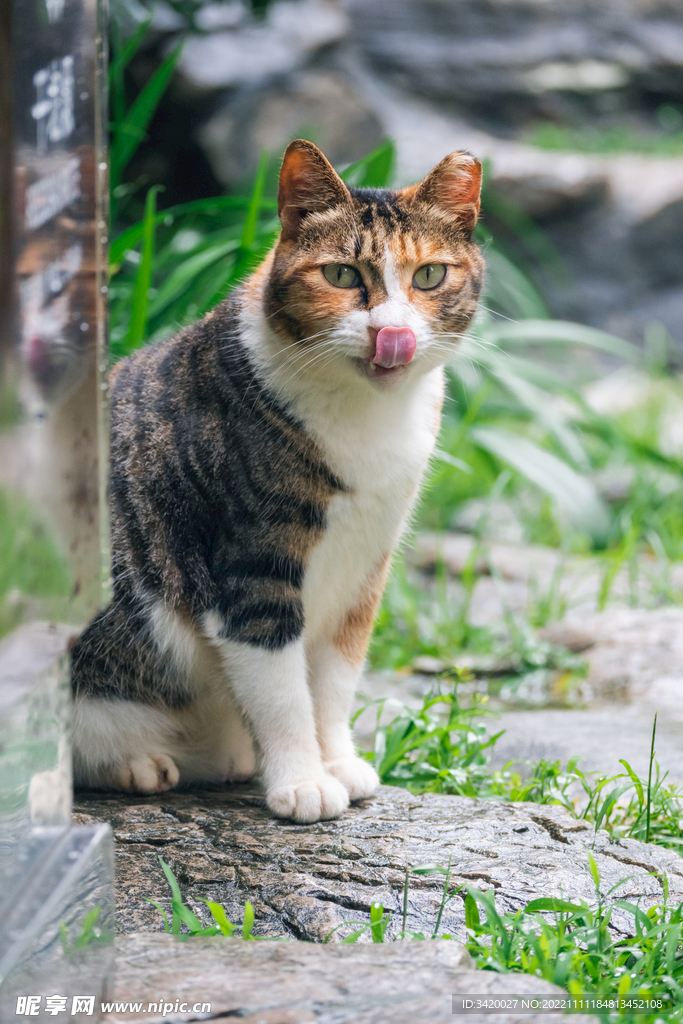 中华田园猫