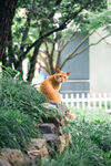 橘猫