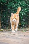 小橘猫
