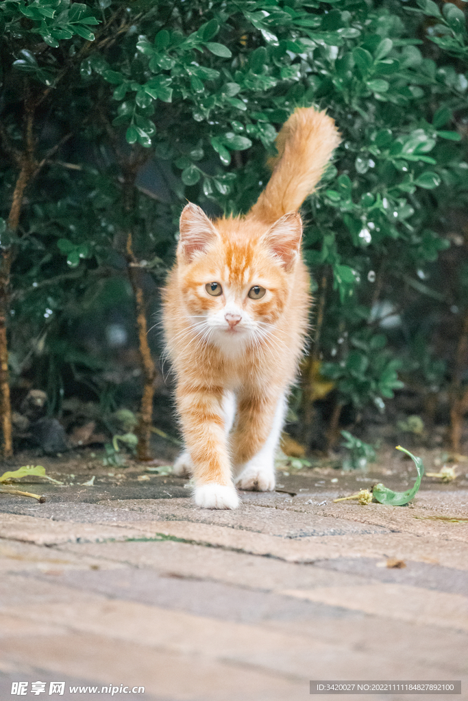 小橘猫