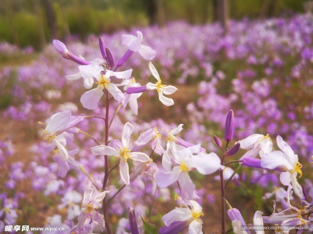 鲜花