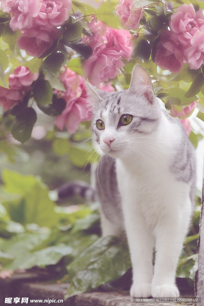 猫