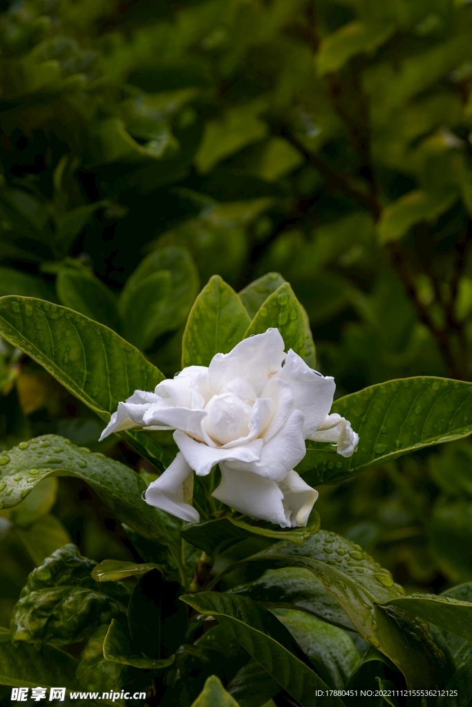 栀子花