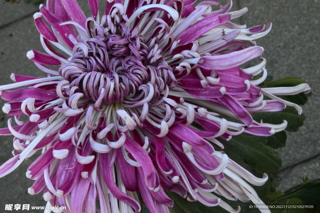 菊花 