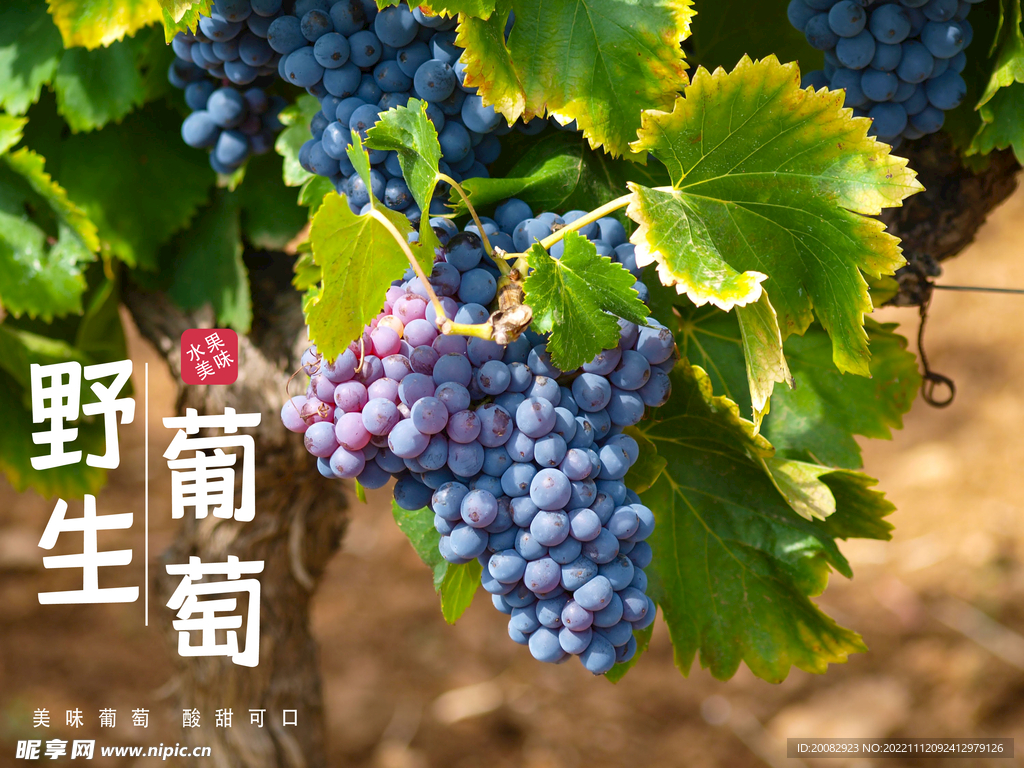 葡萄