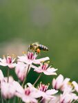 蜜蜂