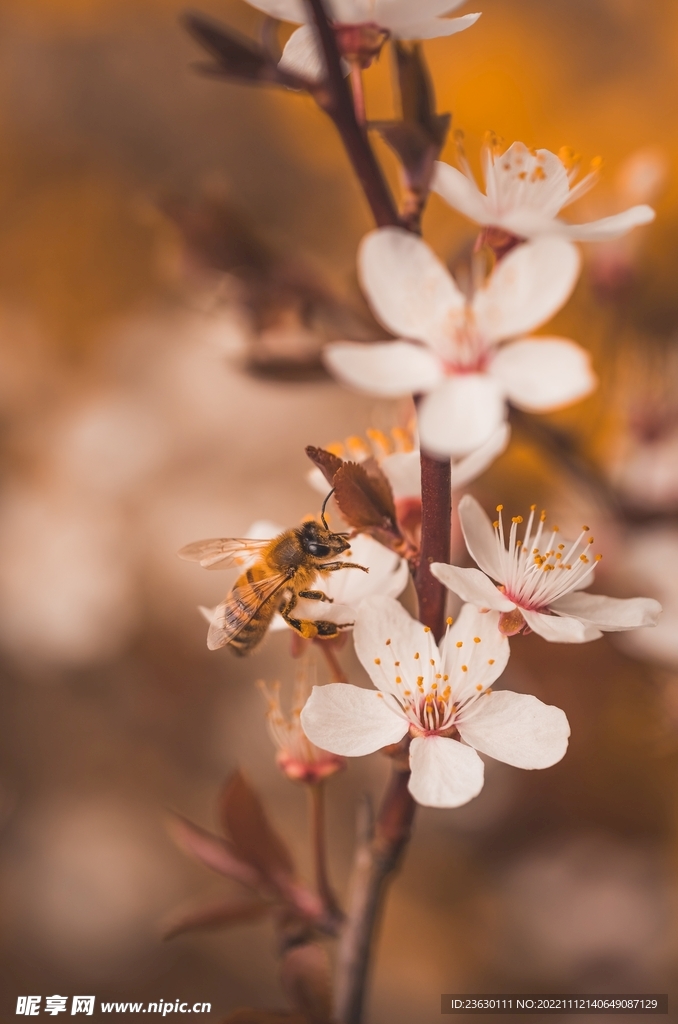 蜜蜂