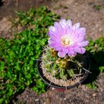 仙人掌花