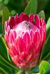 帝王花