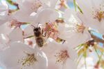 蜜蜂