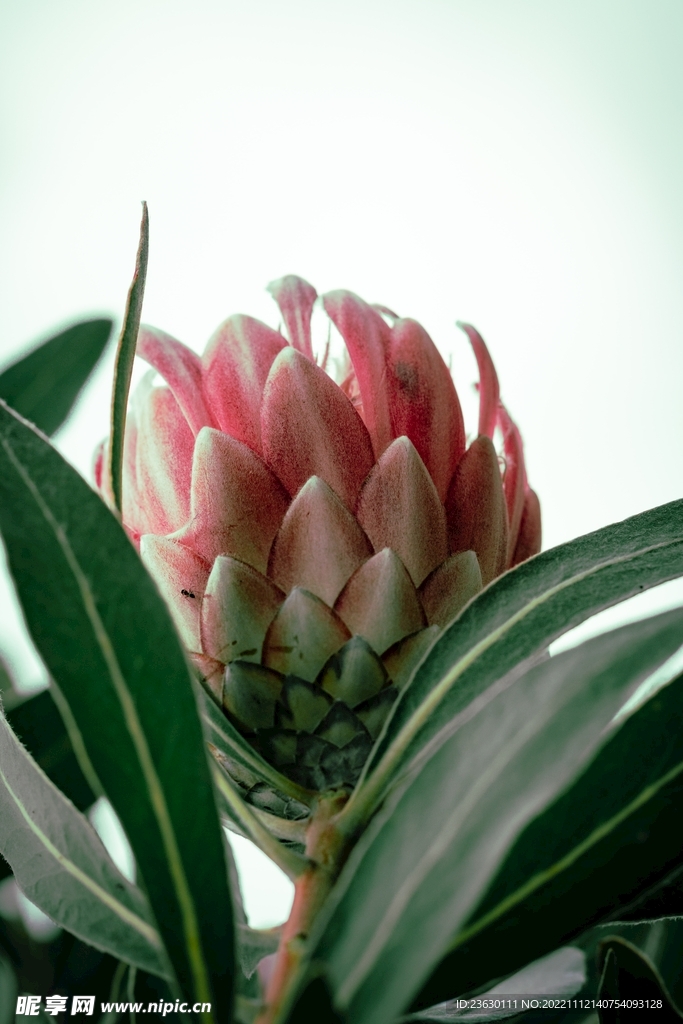 帝王花